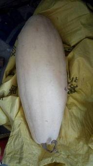 山西大白瓜怎么吃,解锁美味新体验