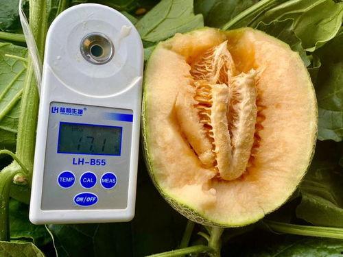 暑假吃的瓜合集,暑假吃瓜合集大盘点