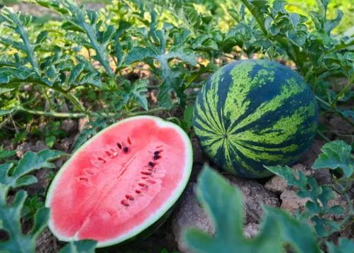 音乐系吃瓜,揭秘校园里的“吃瓜”传奇