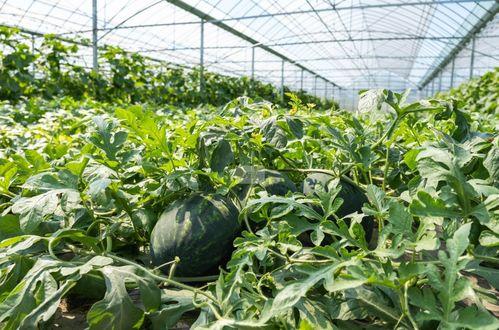 到农村吃瓜视频