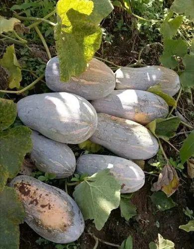 到农村吃瓜视频