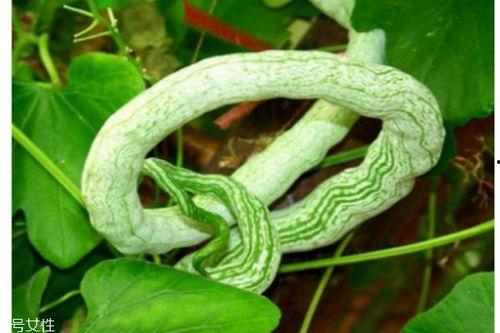 蛇瓜怎么吃蛇瓜怎么吃,探索蛇瓜的多彩吃法