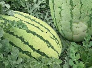 花薄瓜怎么吃,探索美味与营养的完美结合