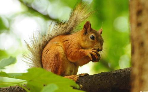 老福特松鼠吃瓜,老福特松鼠的夏日吃瓜趣事