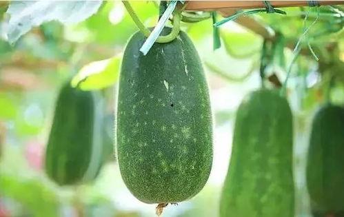 没时间吃瓜的人,揭秘现代人的快节奏生活