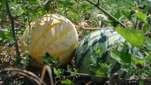 微山吃瓜来龙去脉,探寻龙去脉来的神秘传说