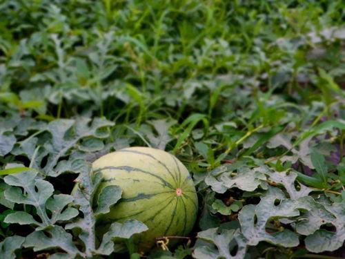 微山吃瓜来龙去脉,探寻龙去脉来的神秘传说