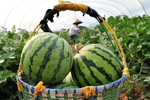 德州吃瓜有什么