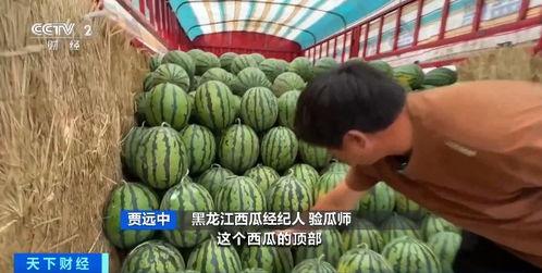 副科长吃瓜好吗,揭秘官场背后的趣味与反思