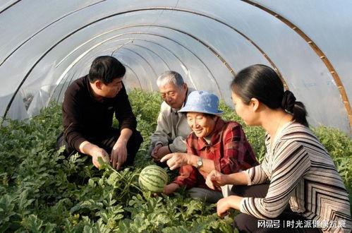 副科长吃瓜好吗,揭秘官场背后的趣味与反思