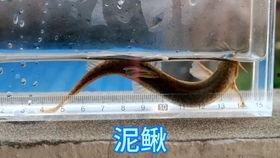 瓜蟾吃泥鳅吗,一场奇妙的生态互动