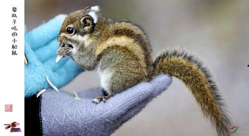 松鼠吃的小瓜,揭秘小瓜的奇妙之旅