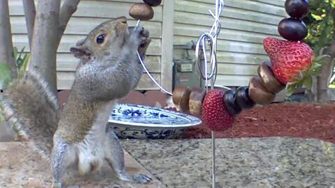 松鼠吃的小瓜,揭秘小瓜的奇妙之旅