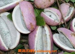 免费吃八月瓜,夏日美味尽享自然馈赠