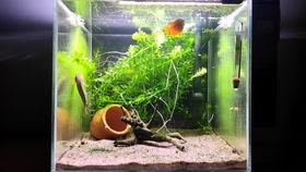 吃瓜喂鱼的视频,一场别开生面的喂鱼盛宴