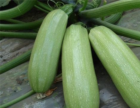 吃瓜都有什么好处,揭秘日常“瓜果”带来的五大好处